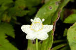 Kidneyleaf grass of Parnassus